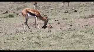 Newborn Thomson's gazelle, Kenya
