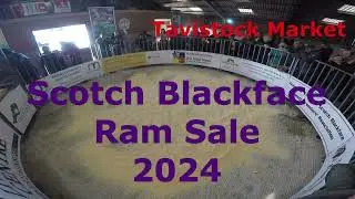 Scotch Blackface Ram Sale 2024