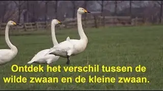 Ontdek het verschil tussen wilde zwaan en kleine zwaan (II)