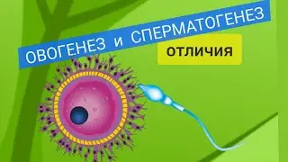 Овогенез и Сперматогенез ОТЛИЧИЯ!!! ЕГЭ
