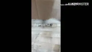 Обзор муравьев solenopsis fugas