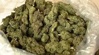 Sex Panther Premium Hemp Flower