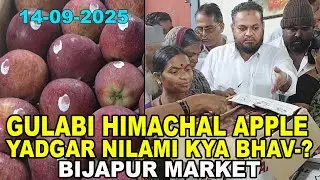 BARSAT ME GULABI FRESH N JUICY ROYAL HIMACHAL APPLE KI SHANDAR NILAMI ME KYA BHAV RAHE-?14-09-2025