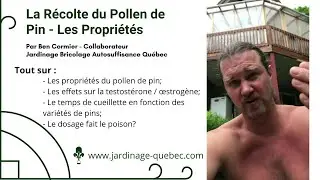 RÉCOLTER LE POLLEN DE PIN - LES PROPRIÉTÉS