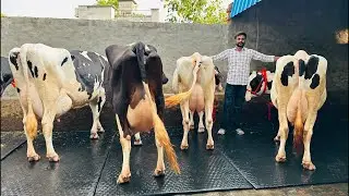 🛑Live🛑50 Liter Milk per day || High Breed cow || Sachin bai || Call-+91 90508 22471