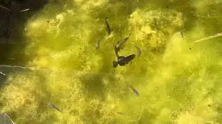 Paraphanius orontis Update, Aphanius, Killifish