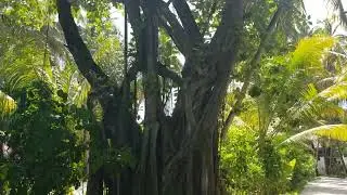 W Maldives Lush and Well Established Tropical Island Planting, May 2025 #WMaldives #IslandParadise