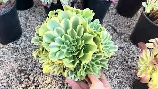 All plants clearance at Mimi’s nursery 714-489-1876