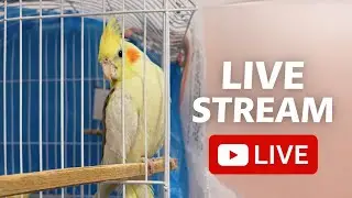 Live Cockatiel Birds  | Cute Moments & Relaxing Bird Sounds | Real Time