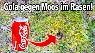 Wie du Moos aus deinem Rasen mit Cola schnell & dauerhaft entfernen kannst!