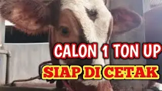 Review Pedet Simental 5 Bulan! Calon Sapi 1 Ton Up Mulai Program Penggemukan