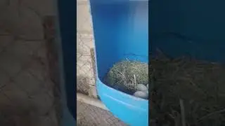 Itlog Sa Desyerto