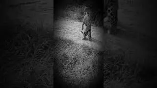 Cheetah 🐆 standing on 2 legs