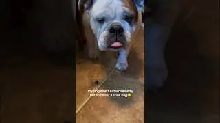 my dog won&rsquo;t eat a blueberry but she&rsquo;ll eat a stink bug😒