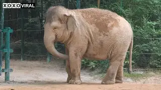 Animal World Episode 77 | Amazing Daily Life of Smart and Cute Elephants in The Zoo