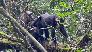 Chimps grooming each other