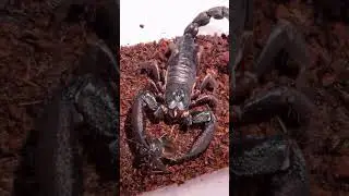 &ldquo;Night Hunter 🦂 | How the Scorpion Enjoys Its Perfect Feast&rdquo;