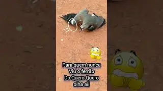 Para que nunca viu o ferr&atilde;o do quero quero olha aii😲😲😲