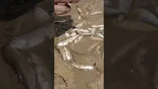 fishing fresh water fish in river #fish  #tharu fishing #tradition fishing #shorts #fishcatching