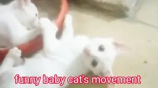 Funny baby cat's movement #samiullahmalik Like share and subscribe please 🙏