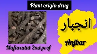 anjbar || bistort ||Bistorta officinalis ||انجبار ||plant origin drug||mufaradat bums 2nd prof
