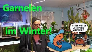 Aquarium-Talk: Garnelen, Winterruhe & spannende Einblicke