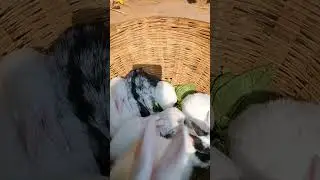 #cute🥰 #rabbit #bunny #shorts #youtubeshorts#viral #foryou&lrm;@imdurgakashyap&nbsp; #imdurgakashyap