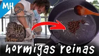 Comiendo Hormigas Reinas por primera vez ¿Delicatessen o Pesadilla? | Hormigas cortadoras de hojas