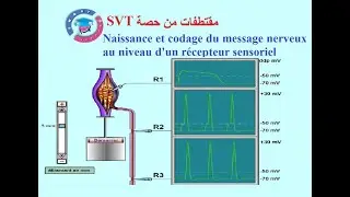 |SVT BAC| : Naissance et codage du message nerveux au niveau d'un récepteur sensoriel