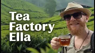 Exploring Ella’s Tea Plantations | Sri Lanka Travel Vlog