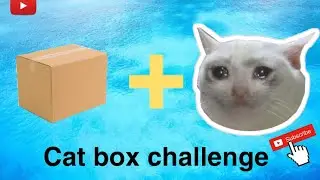 Cat Box Challenge
