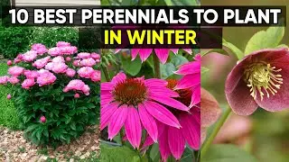 Compilation Plant These 10 Perennials for a Stronger Garden Next Year! vs 7 High-Profit Plants!