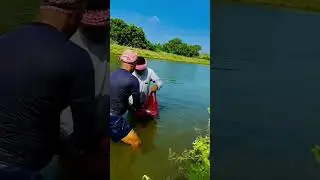 Fish Seeds Breeding ⚜️#fish #fishfarm#fishfarming#fishing#fisher#fishy#fishtank#fish##viralreels