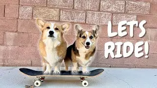 How to Teach Your Dog to Skateboard!