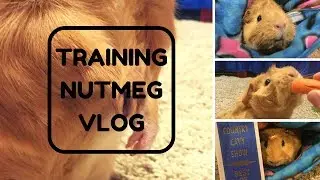 TRAINING NUTMEG VLOG | PIGMAS 2017
