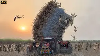 Unstoppable!😱 MF 385 & Al Ghazi Tractor Dangerous Power Test | Heavy Sugarcane Load In 4K | Falak 4K