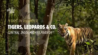 Face to Face with Bengal Tigers | An Immersive Wildlife Safari in India