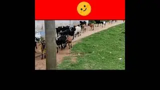 Walking through the village goat line#shorts