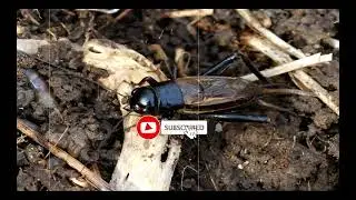 Cricket Sound Cricket Sound