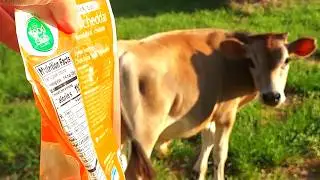 Cow Wants Cheese! Yard Cows | #funny #animals #cow