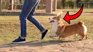 Why Your Dog Is SECRETLY Obsessed With Following You! (9 REASONS)