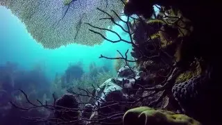 Belize Wall Dive