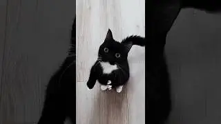 Funny kitten #cat #cats  #catshorts
