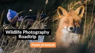 Wildlife Photography Europe Roadtrip Part Three | Photographing Foxes at Sunset in Netherlands