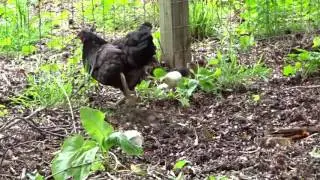 The Painted Hen - 2 Week Old Chicks