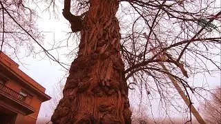 The Witches' Tree | Louisville