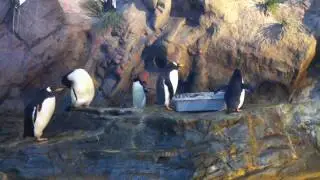 Hopping Penguin