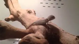 Baby WITBLIT