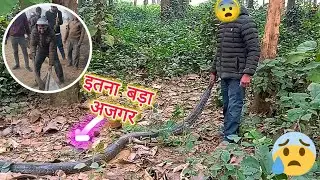 Indian python rescuing video | बहुत खतरनाक अजगर को बचाना | #snake #rescuing #cobra @MurliwaleHausla 