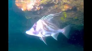 Giant Boarfish